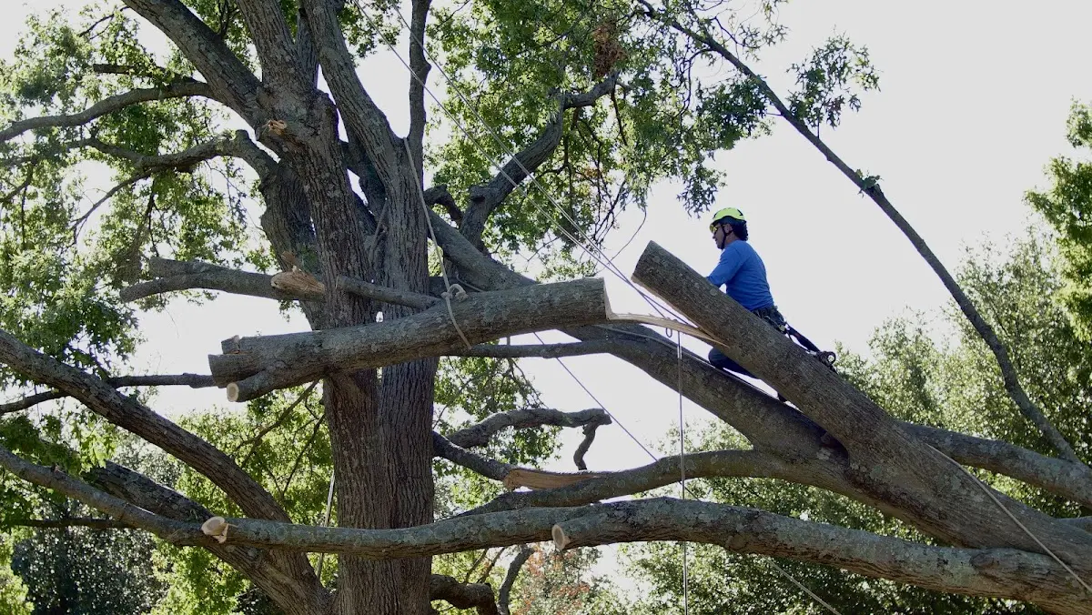 Professional Crown Thinning performed by certified arborists in Harbor Beach