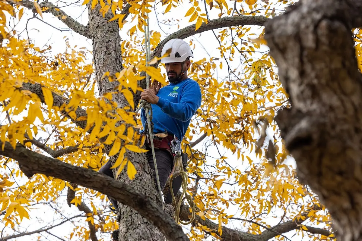 Skilled Tree Pruning crew working in Harbor Beach